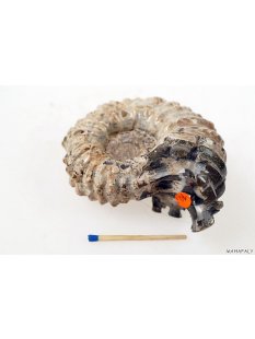 AMN10 Madagaskar Rippen Ammonit Donvilleiceras de luxe 75...