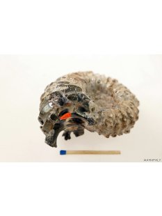 AMN10 Madagaskar Rippen Ammonit Donvilleiceras de luxe 75...