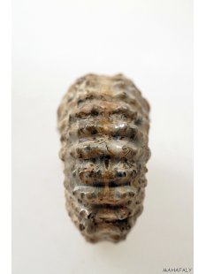 AMN10 Madagaskar Rippen Ammonit Donvilleiceras de luxe 75 mm 236 g