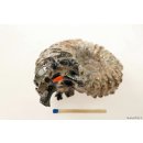 AMN10 Madagaskar Rippen Ammonit Donvilleiceras de luxe 75 mm 236 g