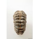 AMN10 Madagaskar Rippen Ammonit Donvilleiceras de luxe 75 mm 236 g