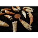 Anh&auml;nger echt Madagaskar Krokodilzahn mit Silberfassung  25 - 40  mm = Code I