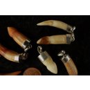 Anh&auml;nger echt Madagaskar Krokodilzahn mit Silberfassung  25 - 40  mm = Code I