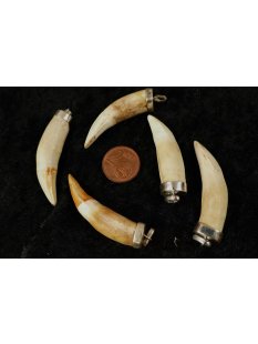 Anh&auml;nger echt Madagaskar Krokodilzahn mit...