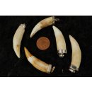 Anh&auml;nger echt Madagaskar Krokodilzahn mit Silberfassung  41 - 50  mm = Code K