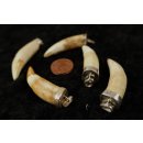 Anh&auml;nger echt Madagaskar Krokodilzahn mit Silberfassung  41 - 50  mm = Code K