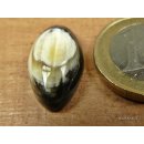 Hornplatten gew&ouml;lbt 15 x 15 mm rechteckig gl&auml;nzend poliert