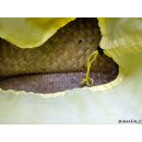 Raffia Bast Raphia Korb Harlekin vertikal geteilt, Farbmix 25 / 30 / 40 cm