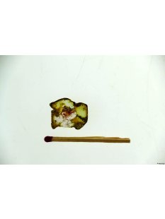 TS73 Turmalin Scheibe polychrome F&auml;rbung 18 mm 12 Ct.