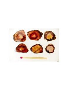 TSL135 Turmalin Querschnitte 6 polychrome Scheiben aus...