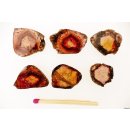 TSL135 Turmalin Querschnitte 6 polychrome Scheiben aus einem Kristall 56,6 ct.