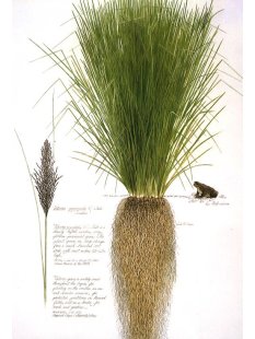 Vetiver Aromatherapie Tischl&auml;ufer 40 x 27 cm