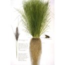 Vetiver Aromatherapie Tischl&auml;ufer 40 x 27 cm