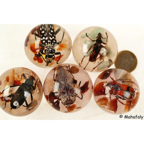 K&auml;ferkugeln Insekten in Acryl D: 40 mm