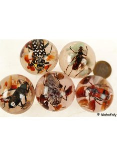 K&auml;ferkugeln Insekten in Acryl D: 40 mm