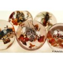 K&auml;ferkugeln Insekten in Acryl D: 40 mm