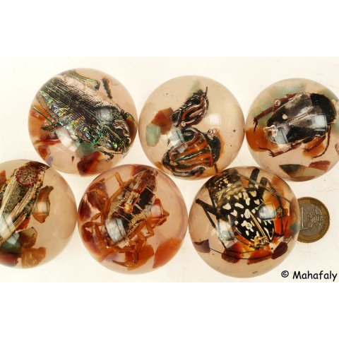 K&auml;ferkugeln Insekten in Acryl D: 50 mm