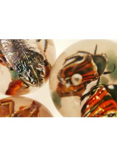 K&auml;ferkugeln Insekten in Acryl D: 50 mm