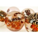 K&auml;ferkugeln Insekten in Acryl D: 50 mm