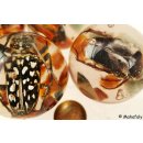 K&auml;ferkugeln Insekten in Acryl D: 50 mm