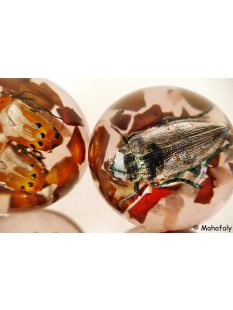 K&auml;ferkugeln Insekten in Acryl D: 60 mm