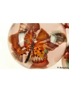 K&auml;ferkugeln Insekten in Acryl D: 70 mm