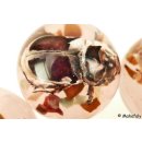 K&auml;ferkugeln Insekten in Acryl D: 70 mm