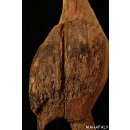 MF331 Fragment von Grabstele der Sakalava H&ouml;ckerente 53 cm 1940