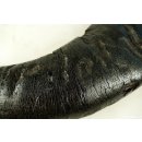 Zier Horn Wasserb&uuml;ffel Dekohorn l&auml;ngs halbiert L: 60 - 70 cm = Code D