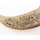 Zauberhorn Mohara ody Nr.4 Amulett und Fetisch der Sakalava 44 cm ca. 1950