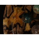 Solitairespiel aus Madagaskar Solit&auml;r mit Edelsteinkugeln 35 mm auf edlem Septarien Brett