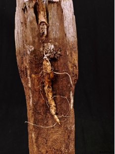 AL112 original AloAlo Grabpfosten Sakalava Frau mit Insektenkopf 155 cm 1940