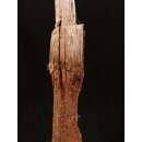 AL112 original AloAlo Grabpfosten Sakalava Frau mit Insektenkopf 155 cm 1940