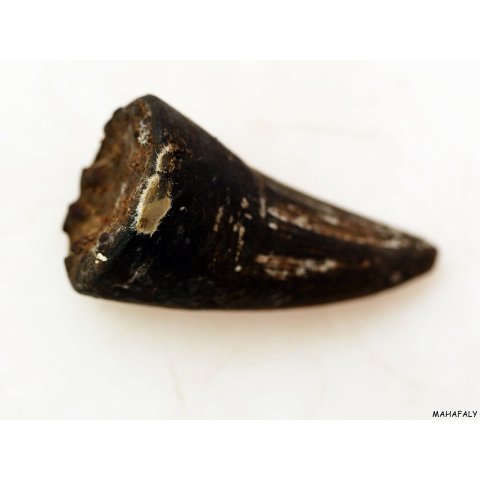 Zauberhorn Mohara ody Nr.15 Amulett und Fetisch der Sakalava 8 cm ca. 1970