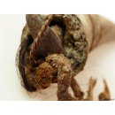 Zauberhorn Mohara ody Nr.18 Amulett und Fetisch der Sakalava 30 cm ca. 1950