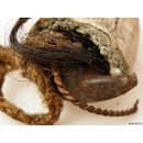 Zauberhorn Mohara ody Nr.18 Amulett und Fetisch der Sakalava 30 cm ca. 1950