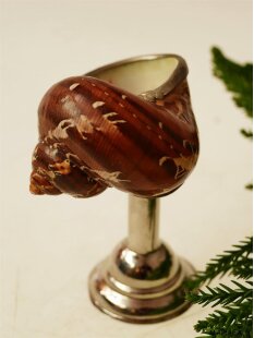 Pokal Nr.2 einer Turbanschnecke mit Silberblech 8 cm =...