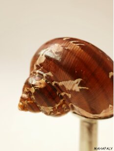 Pokal Nr.2 einer Turbanschnecke mit Silberblech 8 cm = Code K