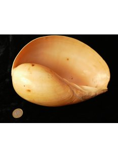 Melonenschnecke Walzenschnecke 20 cm