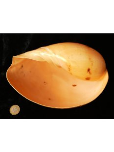 Melonenschnecke Walzenschnecke 20 cm