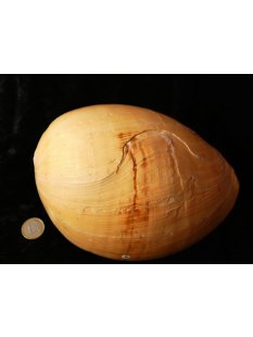 Melonenschnecke Walzenschnecke 20 cm