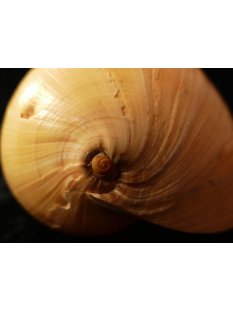 Melonenschnecke Walzenschnecke 20 cm