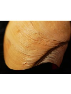 Melonenschnecke Walzenschnecke 20 cm