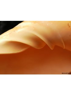 Melonenschnecke Walzenschnecke 20 cm