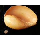 Melonenschnecke Walzenschnecke 20 cm