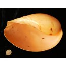 Melonenschnecke Walzenschnecke 20 cm