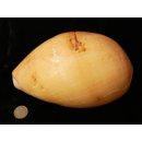 Melonenschnecke Walzenschnecke 20 cm