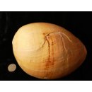 Melonenschnecke Walzenschnecke 20 cm