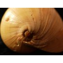 Melonenschnecke Walzenschnecke 20 cm