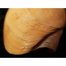 Melonenschnecke Walzenschnecke 20 cm